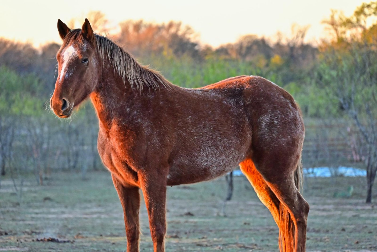 A brown horse stands gracefully in a field at sunset in Marble Falls, Texas.