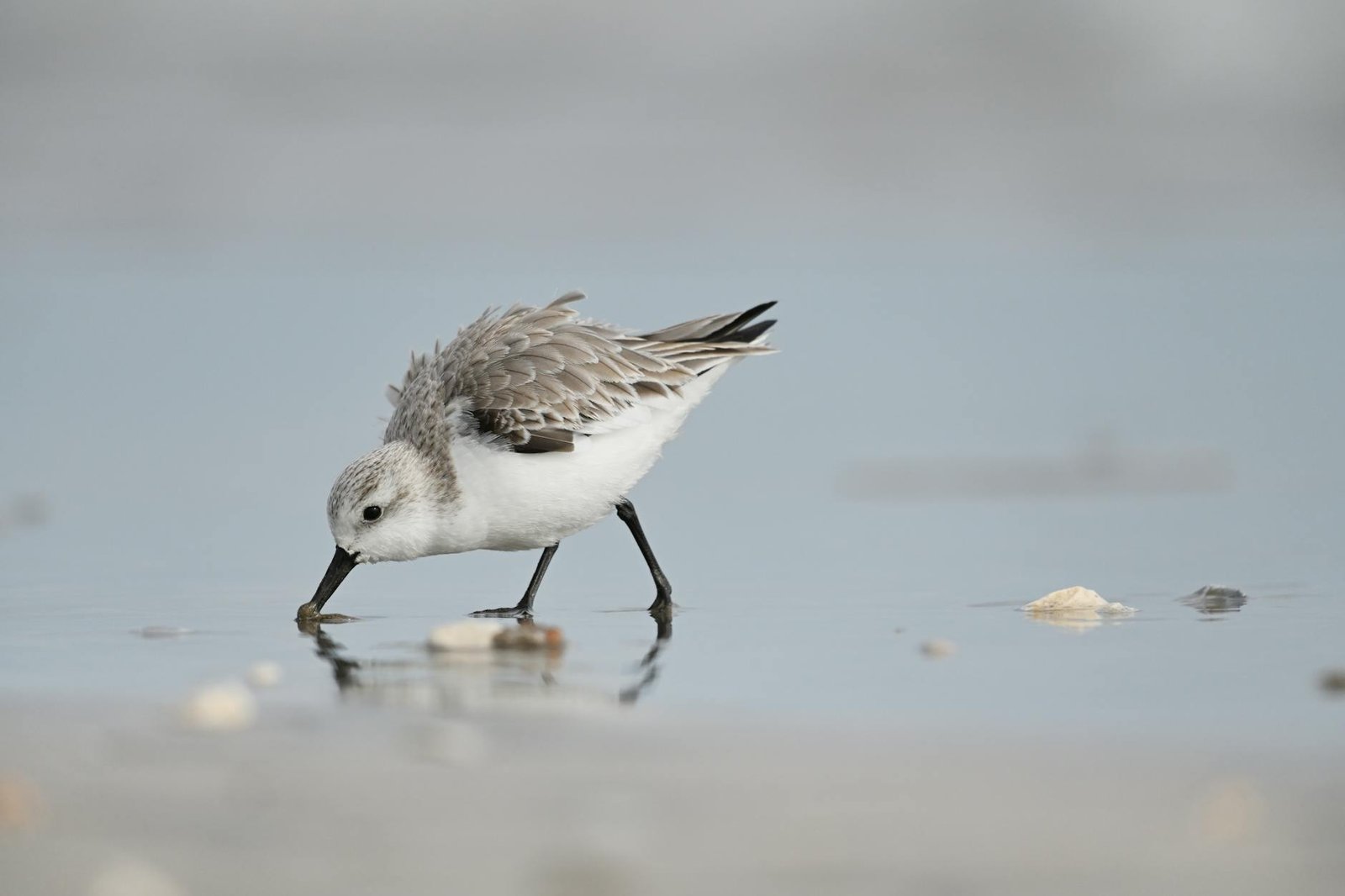 A sanderling bird foraging in shallow waters on a sandy beach in Galveston, Texas.
