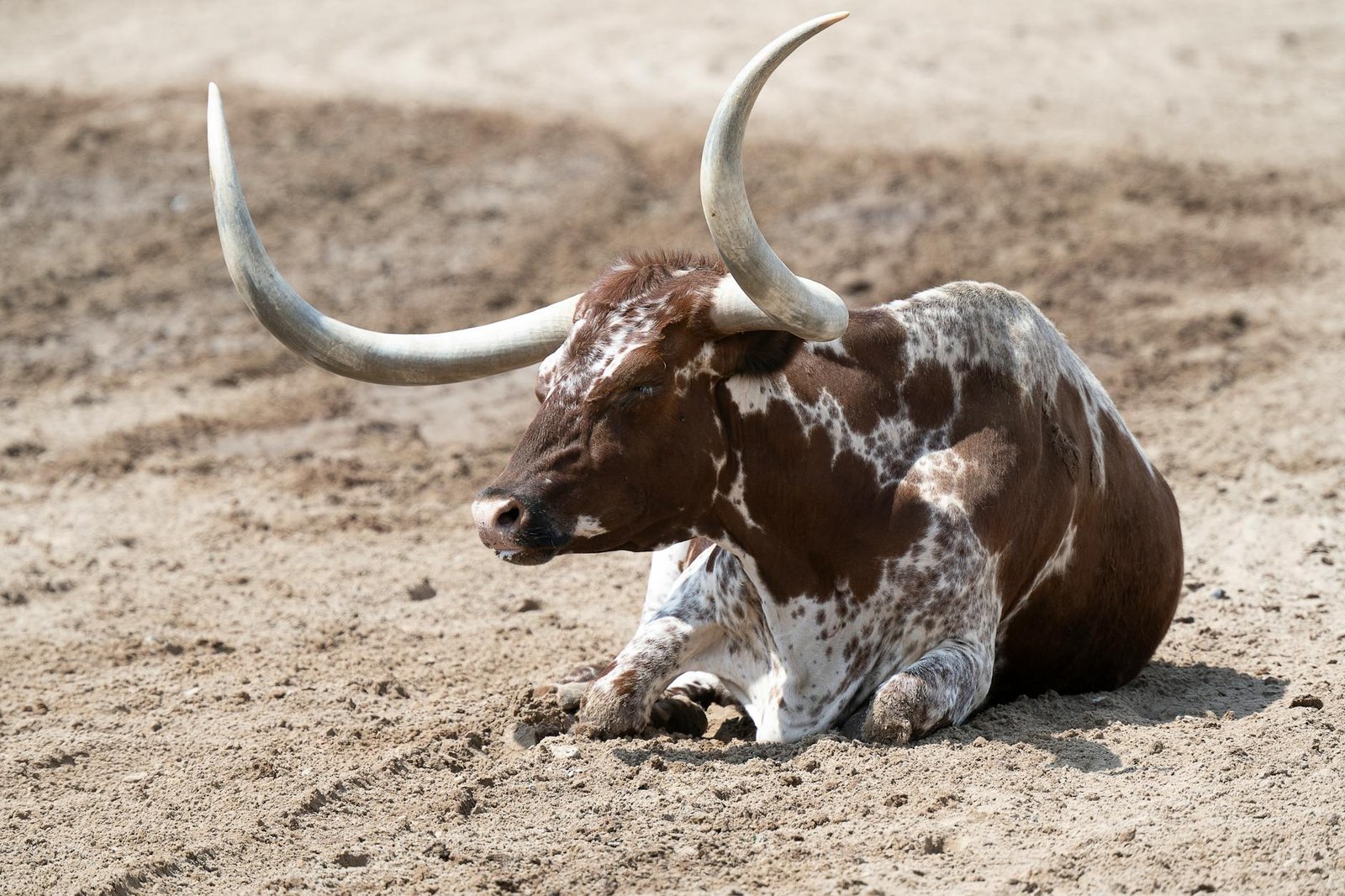 A Texas Longhorn lies peacefully on sandy ground in Fort Worth, TX, showcasing its impressive horns.
