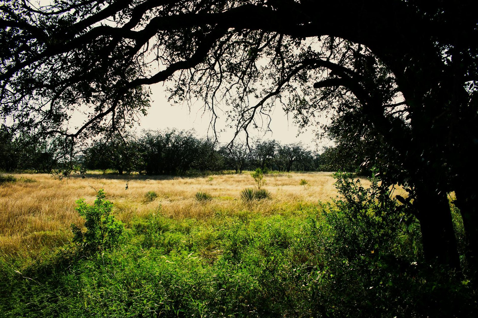 Peaceful view of a grassy field framed by a large oak tree in Brady, TX.