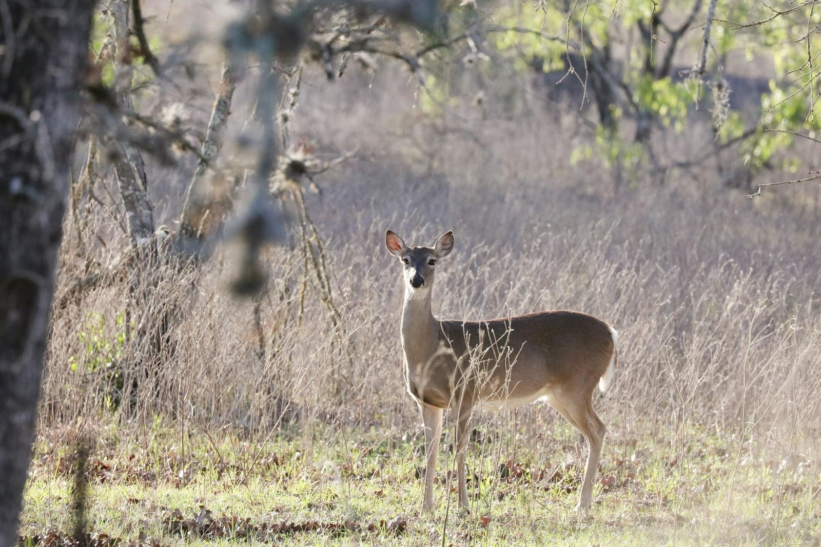 A serene white-tailed deer standing gracefully in a natural Texas landscape.