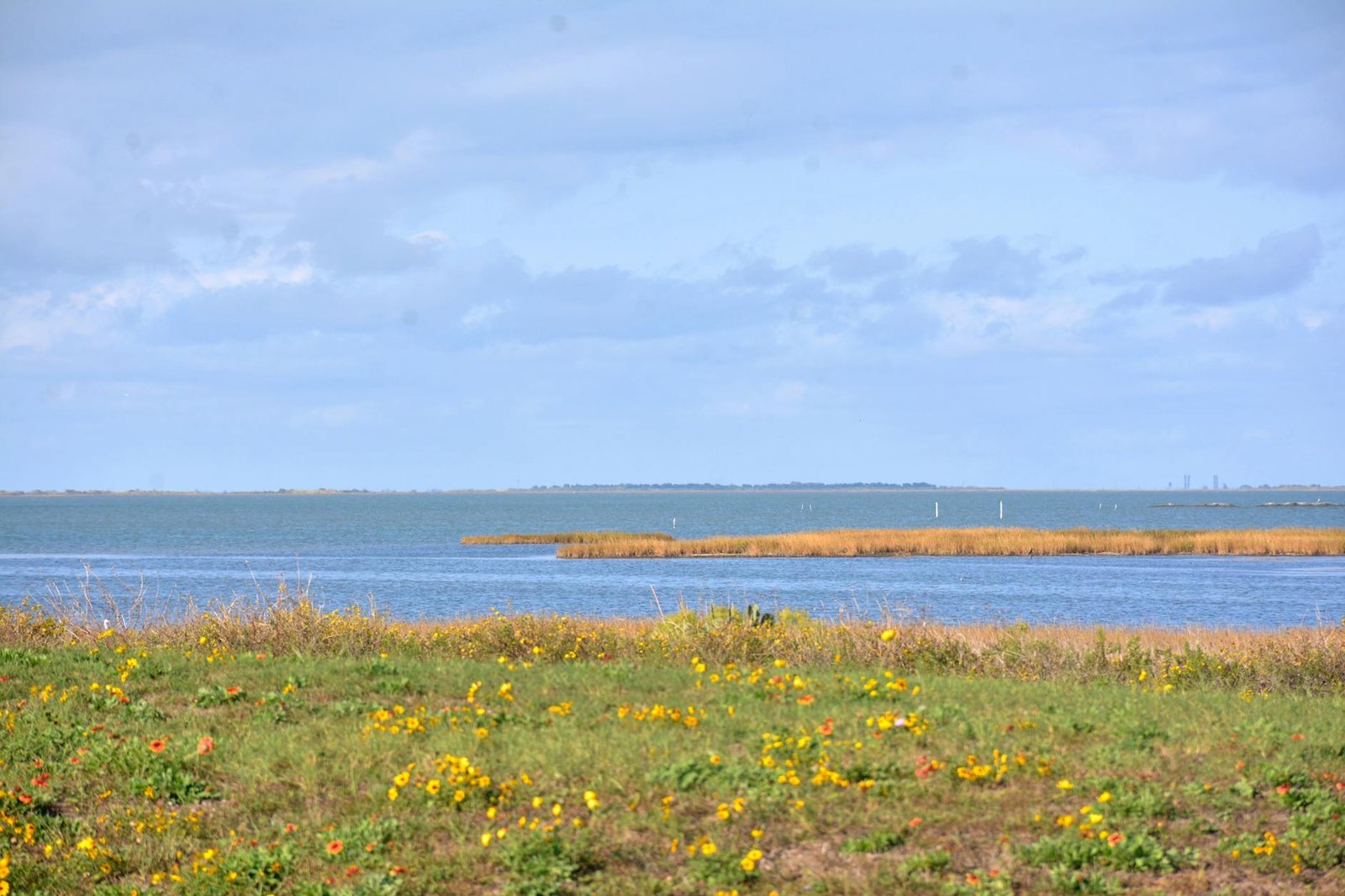 Explore the scenic beauty of Galveston Bay, Texas, with its vibrant wildflowers and clear blue skies.