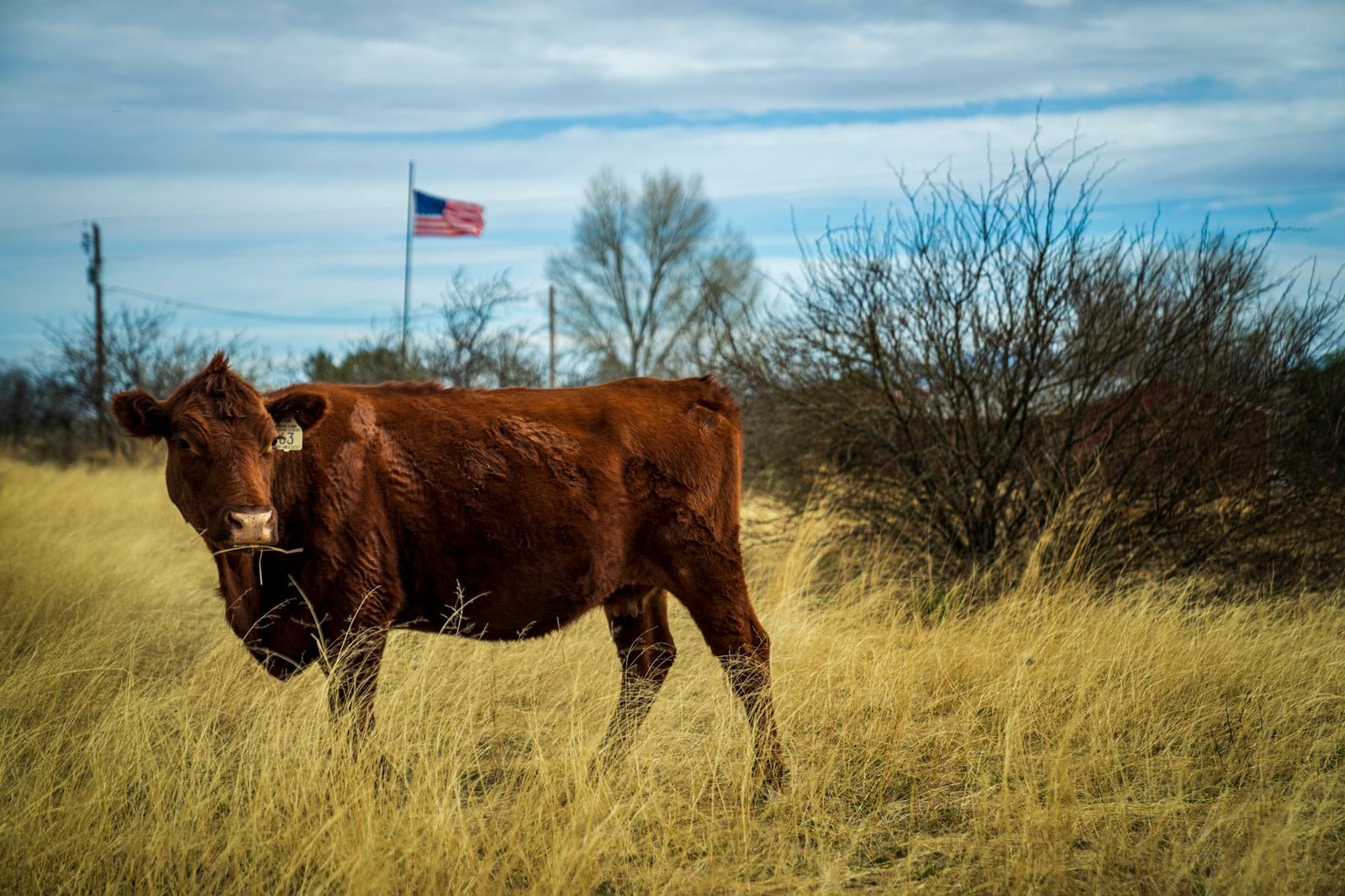 A brown cow stands in grassland with an American flag in the background.