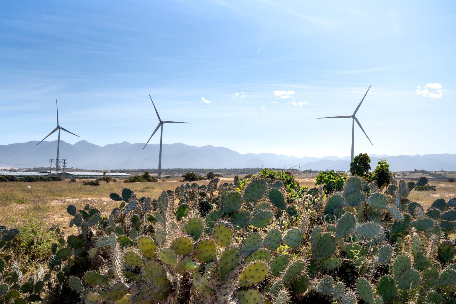 Prickly succulent plants on terrain against wind generators and mount under cloudy blue sky in countryside on sunny day